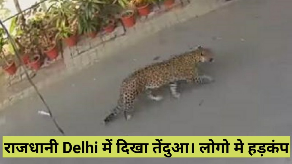 leopard in delhi